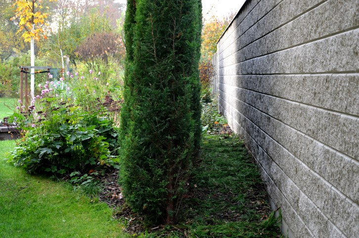 Der geeignete Dünger für Zypressen