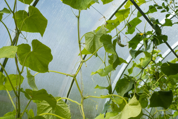 Der richtige Schnittzeitpunkt von Schlangengurken