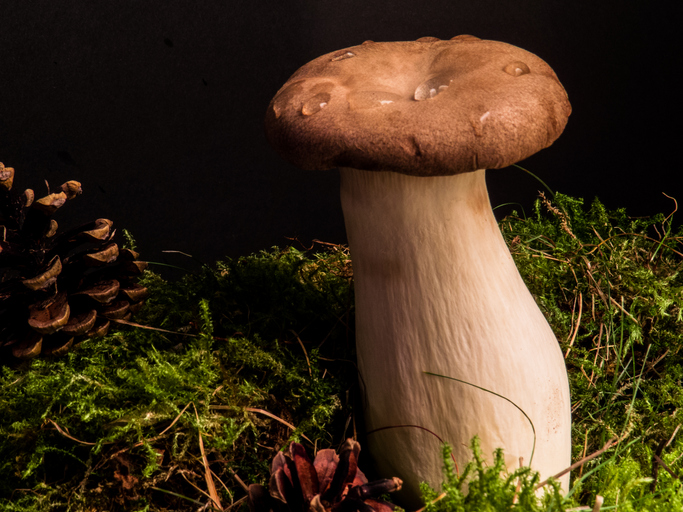 Der richtige Standort für die Pilzzucht