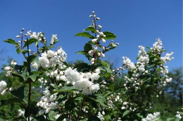 Deutzien radikal schneiden - schrittweise Anleitung
