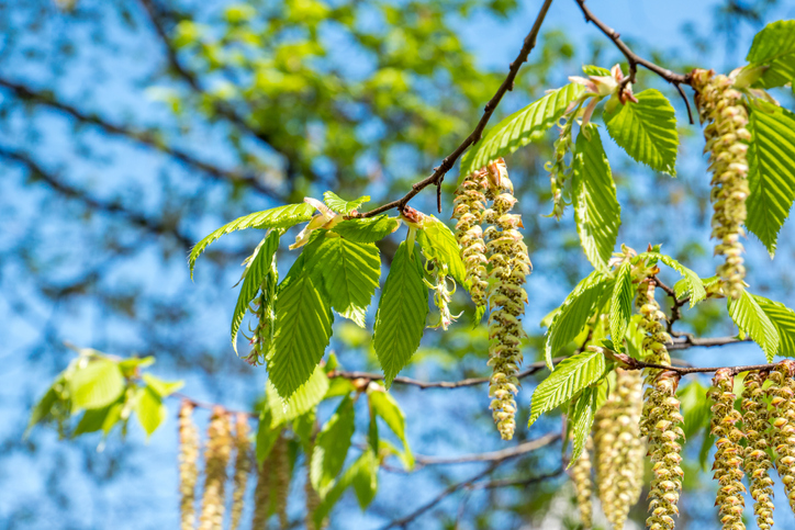 Die Blüten und Blätter der Birke