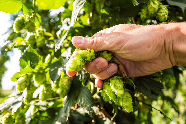 Die Merkmale des Hopfens