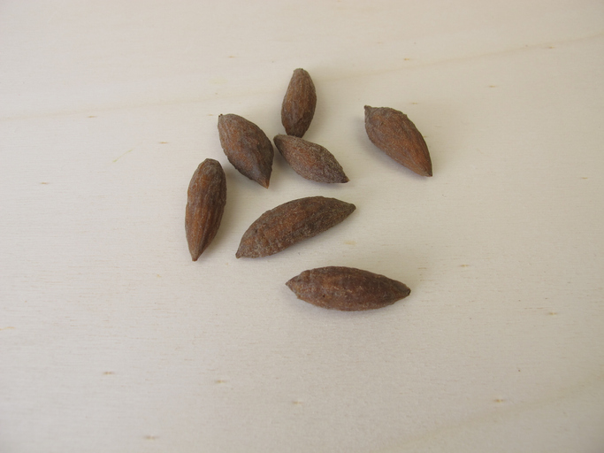 ᐅ Olivenbaum aus dem Kern ziehen so klappt es bestimmt