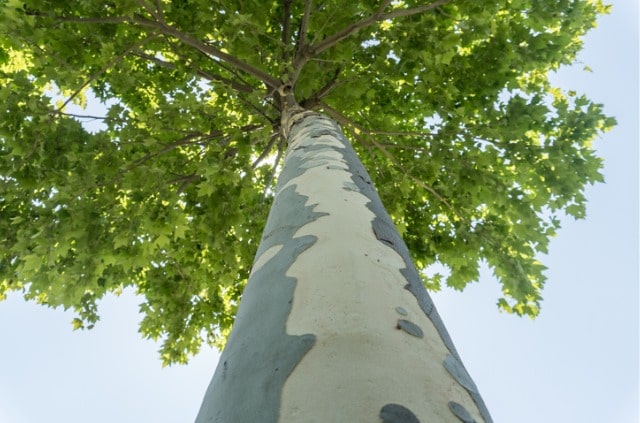 Die Rinde der Platane schält sich - woran liegt dies