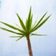 Die Yucca Palme verliert Blätter - was tun