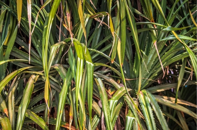 Die häufigsten Krankheiten von Palmen