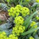 Die optimale Pflege für Euphorbia