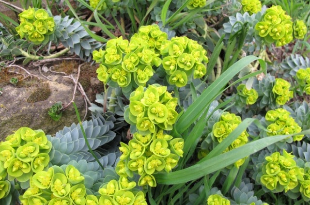 Die optimale Pflege für Euphorbia