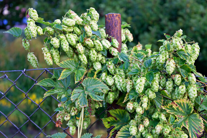 Die verschiedenen Möglichkeiten zur Entfernung des wilden Hopfens
