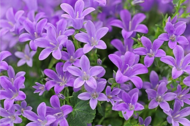 Diese Sorten der Glockenblume sind winterhart