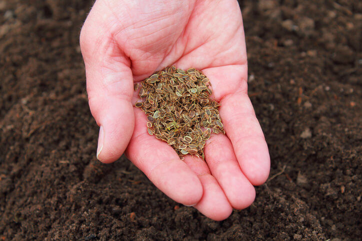 Dill im Hochbeet aussäen