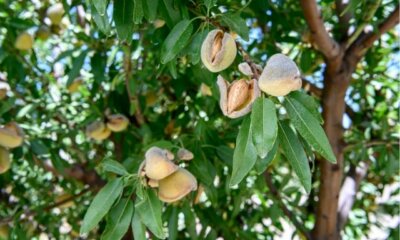 Einen Mandelbaum im eigenen Garten pflanzen - Tipps und Tricks