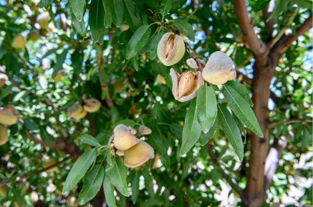 Einen Mandelbaum im eigenen Garten pflanzen - Tipps und Tricks