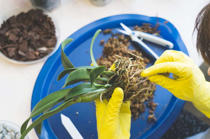 Erkennung von aktiven Luftwurzeln