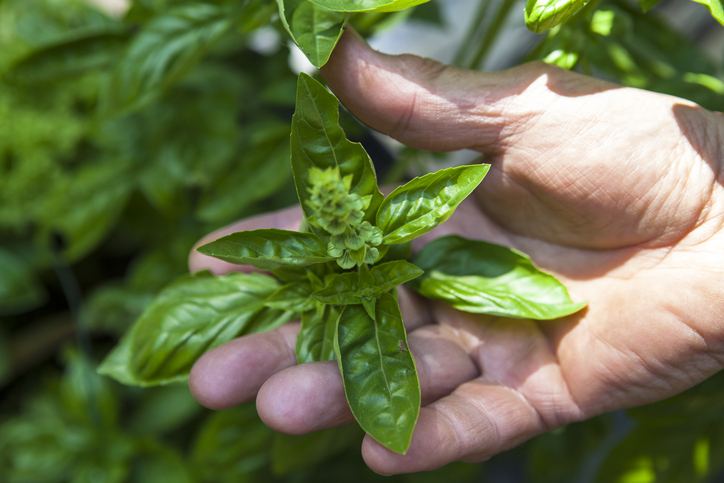 Erntezeit und Aufbewahrung
