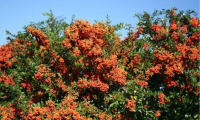 Feuerdorn-Hecke - Abstand und Schnitt