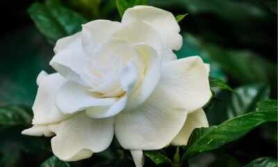 Gardenie Pflege - Tipps und Tricks