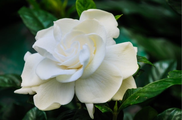 Gardenie Pflege - Tipps und Tricks