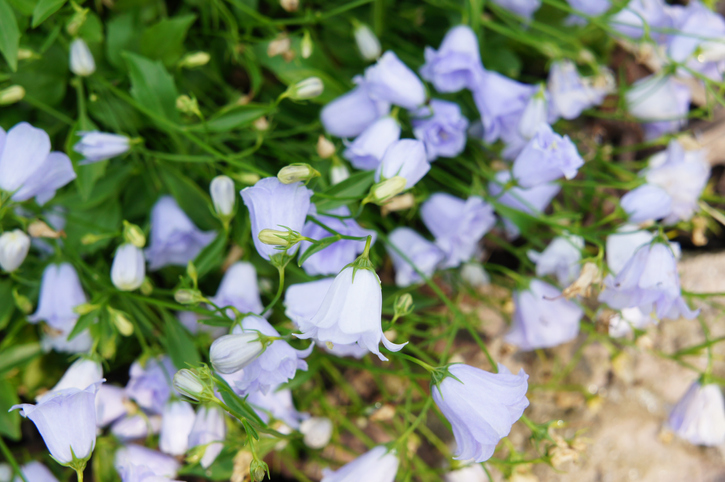 Glockenblumen für naturnahe Gärten