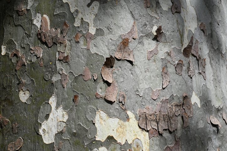 Gründe für das Abwerfen der Rinde
