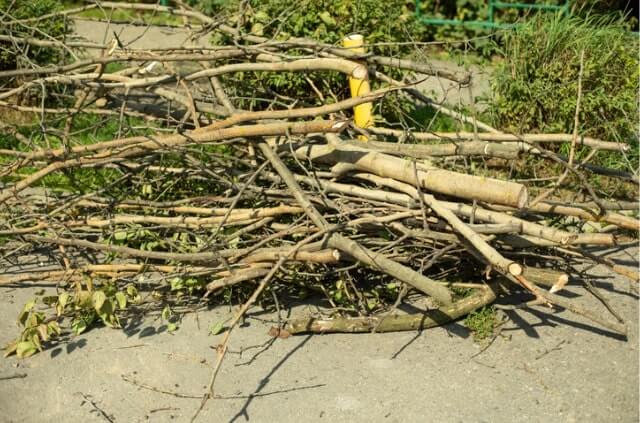 Hecke entfernen - Zeitraum und Genehmigung