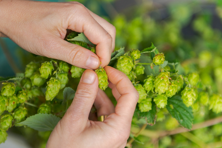 Hopfen von Hand ernten