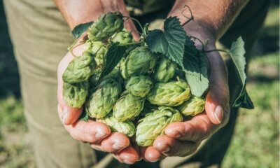 Hopfenernte - Zeitpunkt und Anleitung für das Ernten der Hopfen