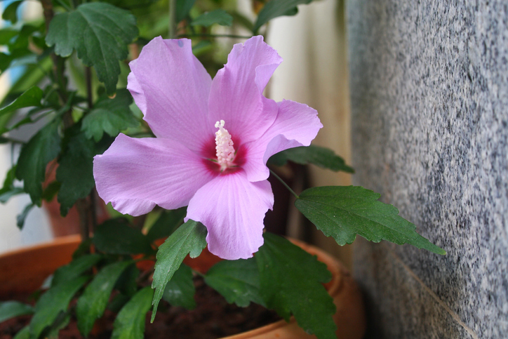 Idealer Schnittzeitpunkt