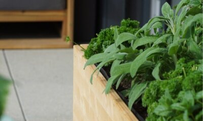 Kräuterbeet selber bauen - Anleitung und Tipps