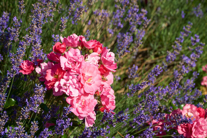 Lavendel und Rosen pflanzen