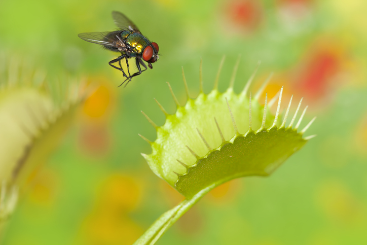 Lebende Insekten füttern