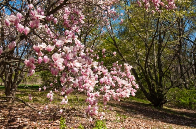 Magnolie richtig düngen - wann, womit und wie viel