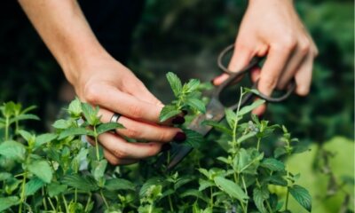 Minze ernten und haltbar machen
