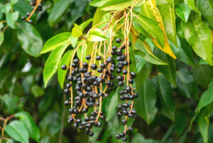 ᐅ Portugiesischer Kirschlorbeer schneiden Zeitpunkt und Anleitung