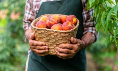 Pfirsiche ernten und lagern