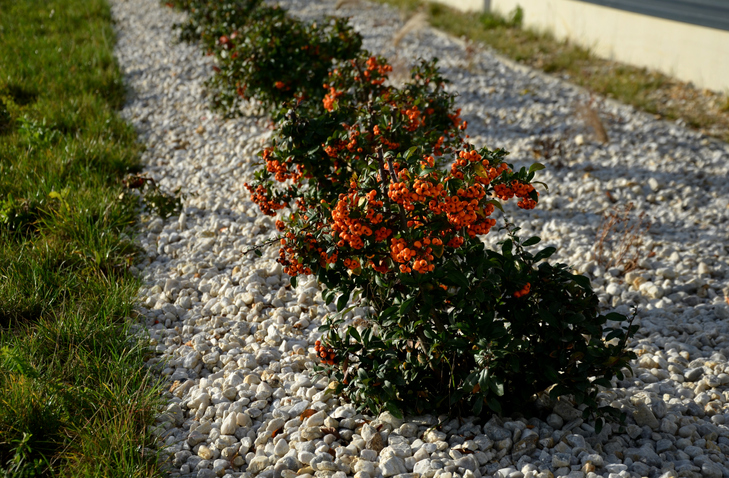 Pflanzabstand einer freiwachsenden Hecke
