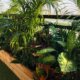 Pflegeleichte Balkonpflanzen für den Sommer