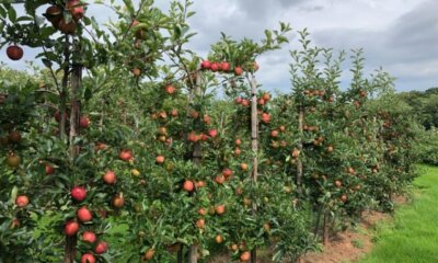 Säulenapfel pflanzen- Zeitpunkt und Anleitung