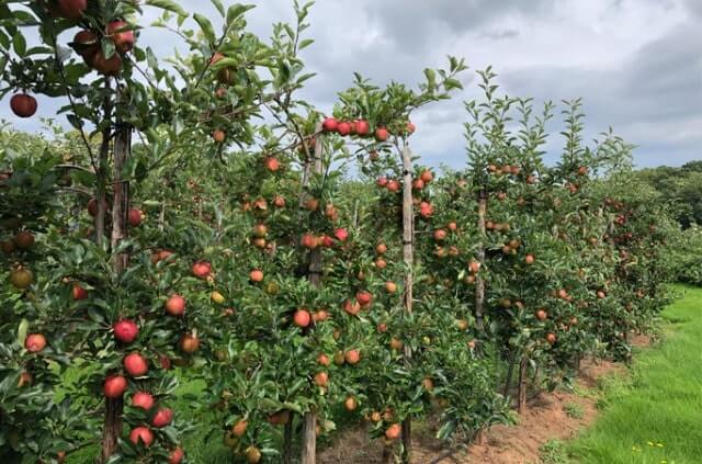 Säulenapfel pflanzen- Zeitpunkt und Anleitung
