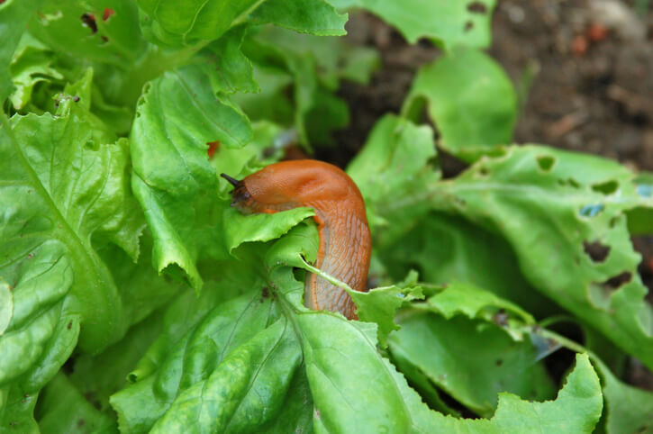 Schnecken