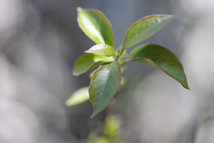 Stecklinge der Drillingsblume