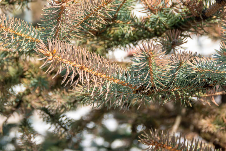 Symptome eines Schädlingsbefalls