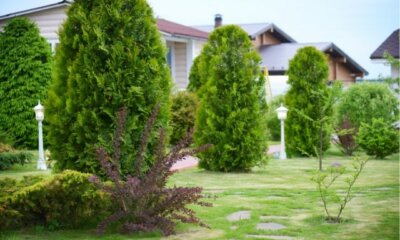 Thuja als Baum schneiden - Anleitung