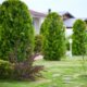 Thuja als Baum schneiden - Anleitung