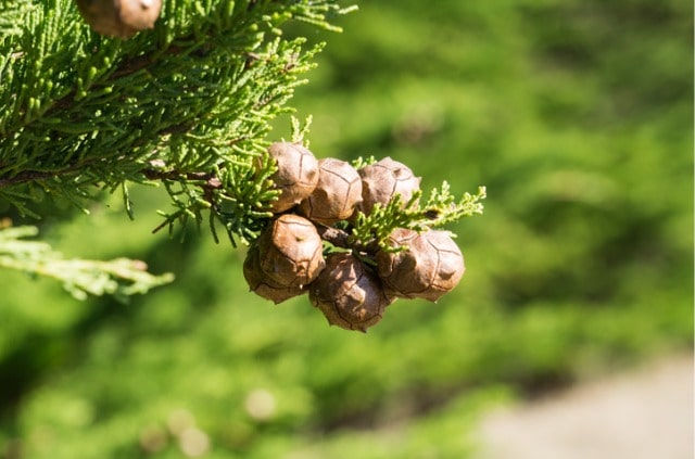 Tipps zur Pflege von Zypressen