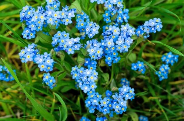 Vergissmeinnicht Pflege