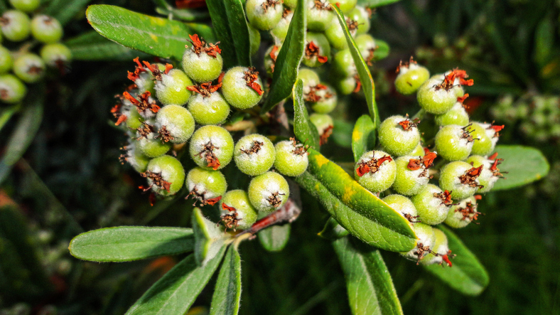 Vermehrung über Samen