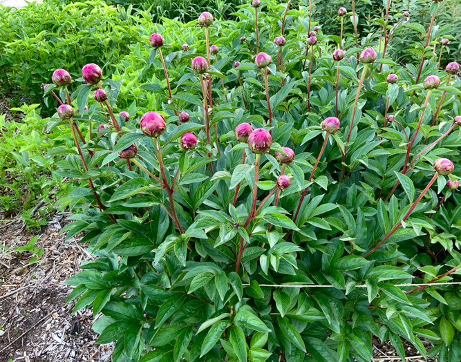 Warum brauchen Pfingstrosen eine Stütze