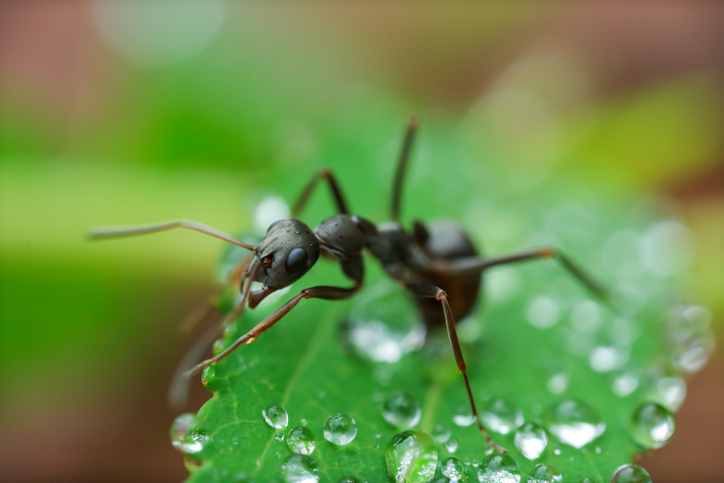 Wasser gegen Ameisen