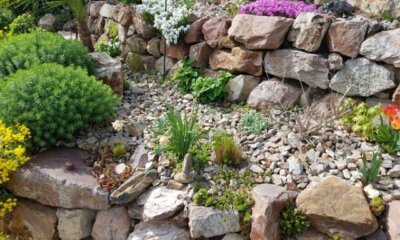 Welche Steingartenpflanzen sind winterhart